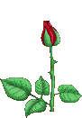 rose1__bloomingA.gif (21302 bytes)